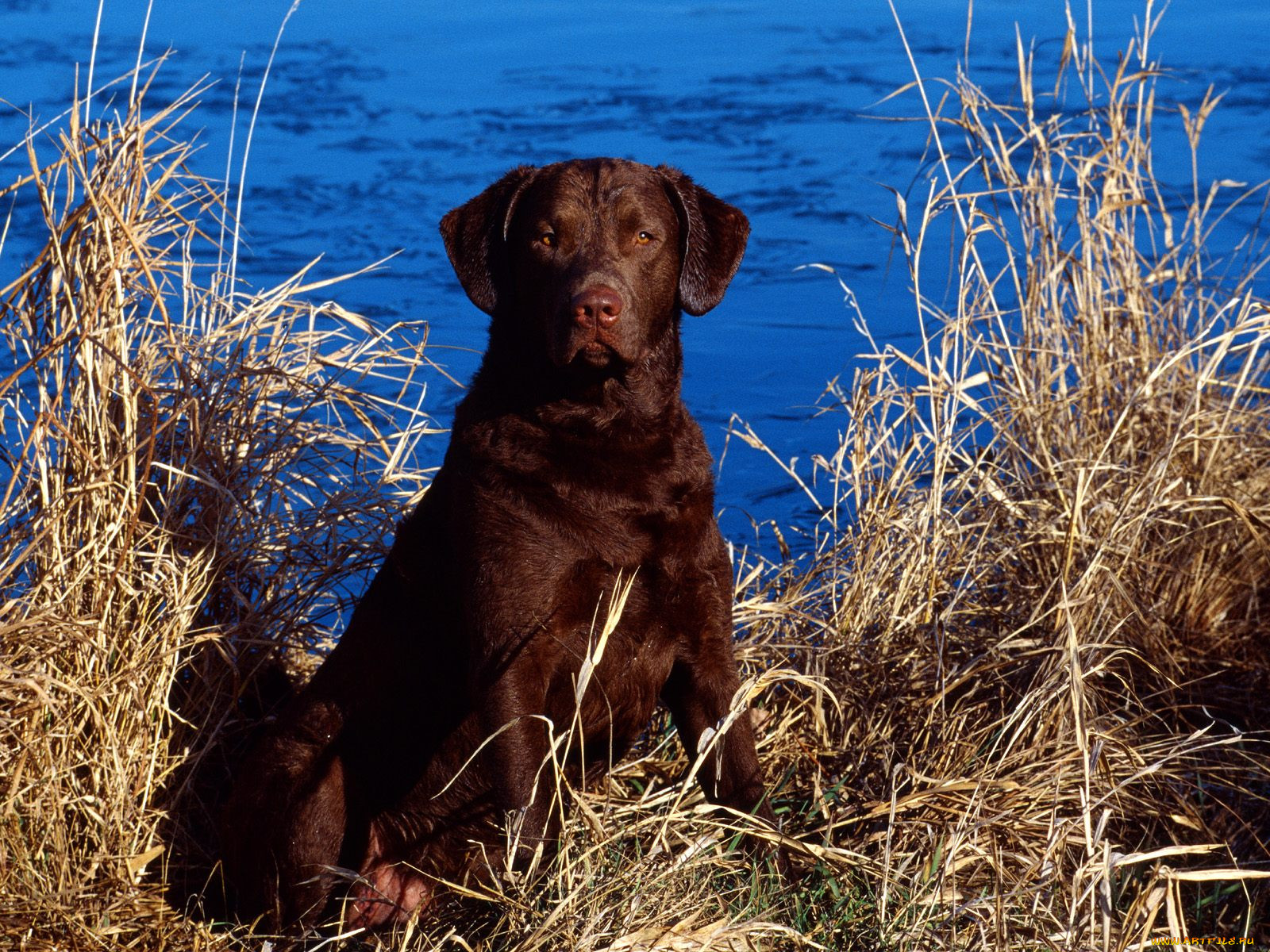 dog, and, cattails, , 